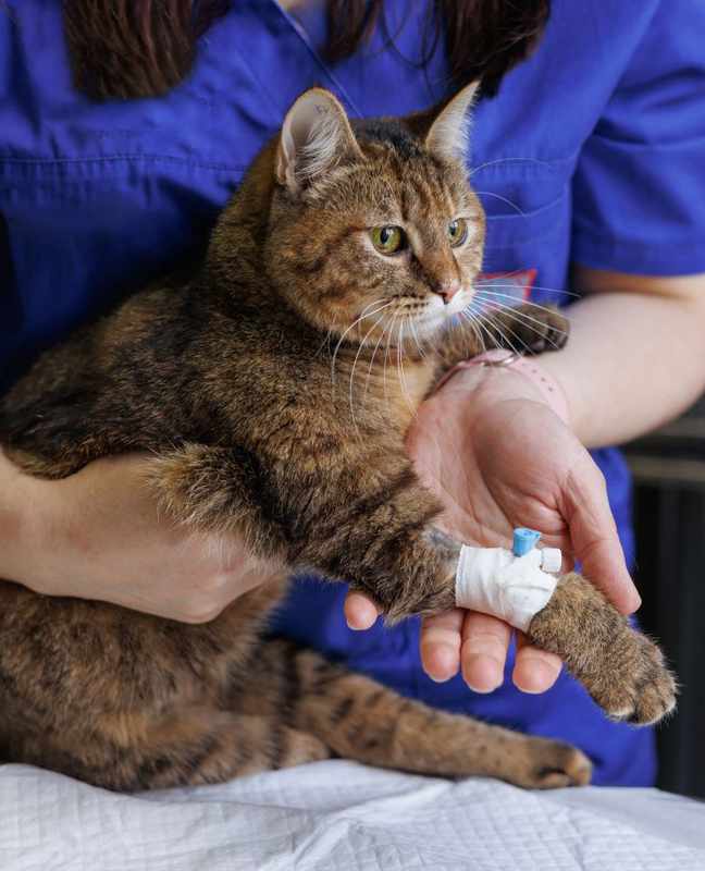 Your 24_7 Vet Hotline_ Always Available for Pet Emergencies