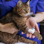 Your_24_7_vet_hotline_always_available_for_pet_emergencies