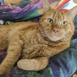 are orange tabby cats male_1