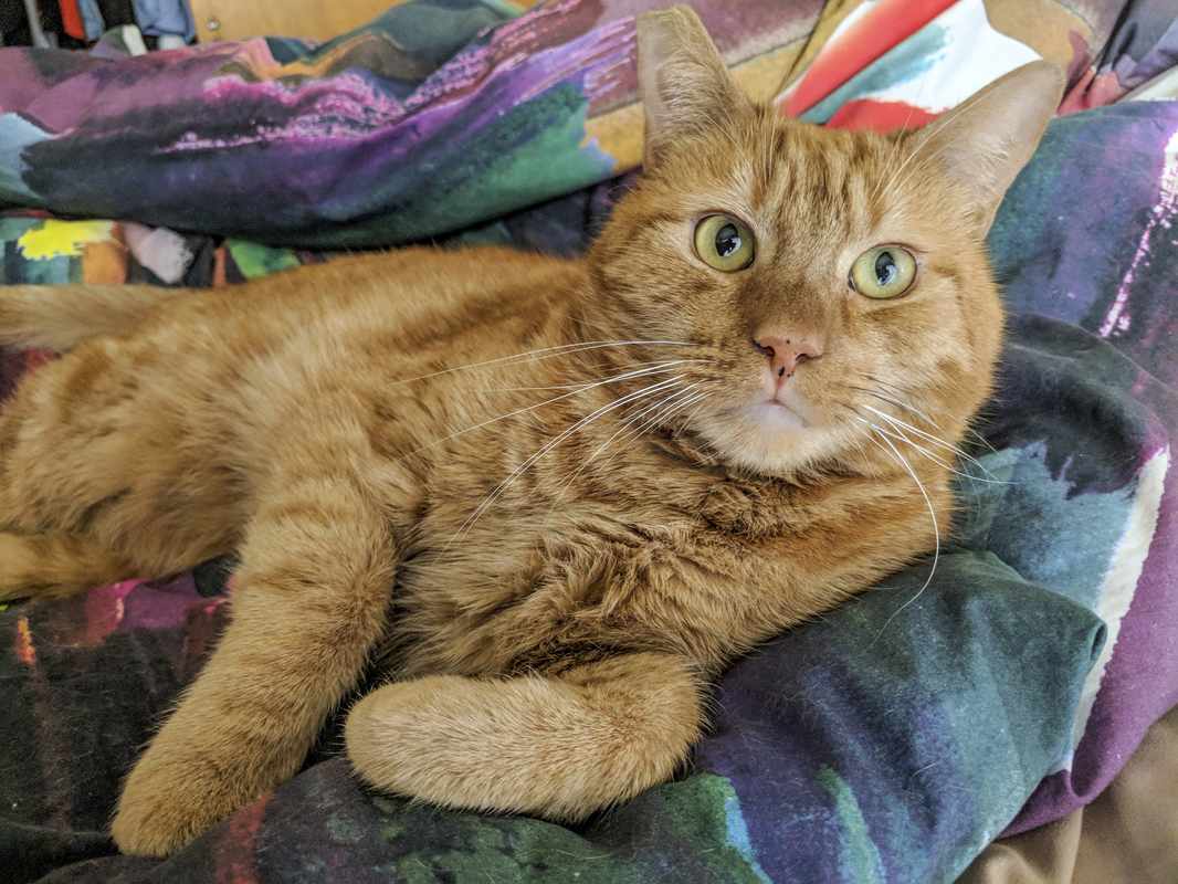 are orange tabby cats male