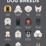 best non shedding dog breed_1
