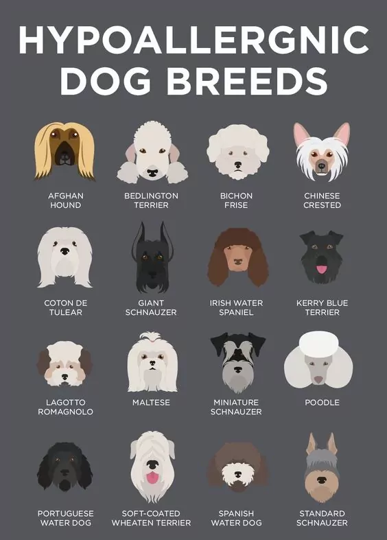 best non shedding dog breed