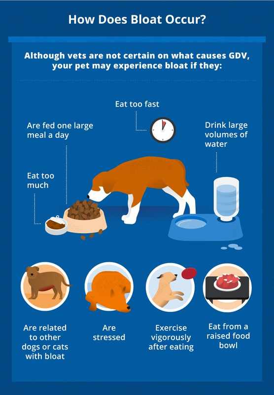 bloating in dogs symptoms