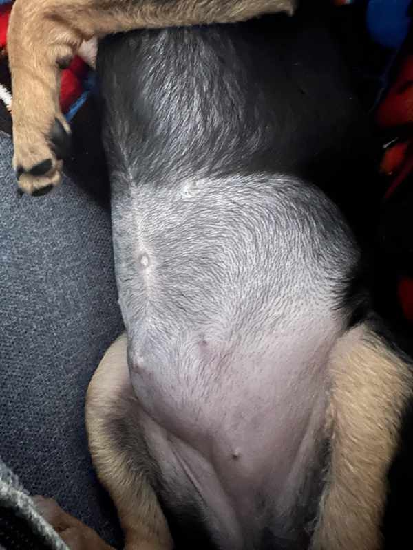 bump where my dog got spayed