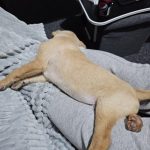 11_week_old_lab_puppy_vomiting_and_diarrhea