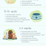 5_month_old_puppy_potty_training_regression
