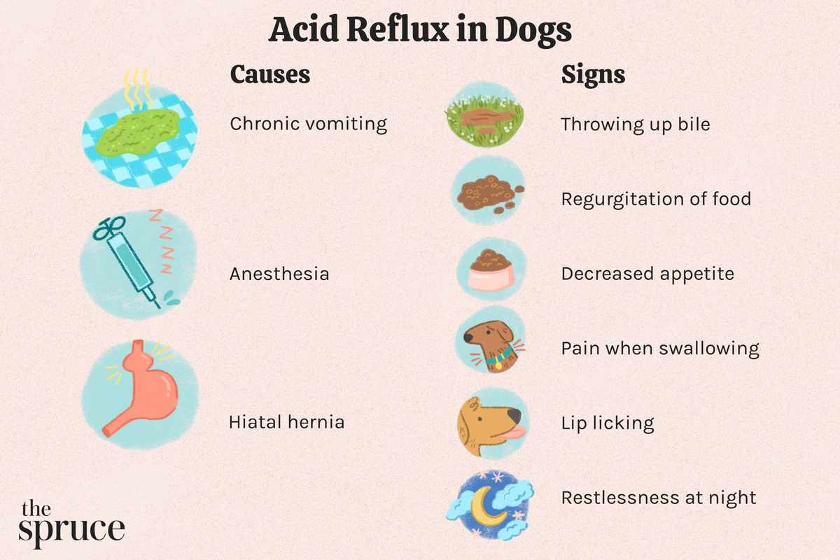 Acid Reflux Treatment for Dogs