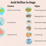 Acid_reflux_treatment_for_dogs