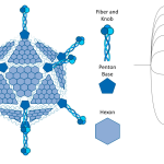 Adenovirus Bone Marrow Suppression_1