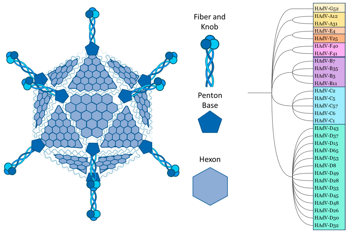 Adenovirus Bone Marrow Suppression