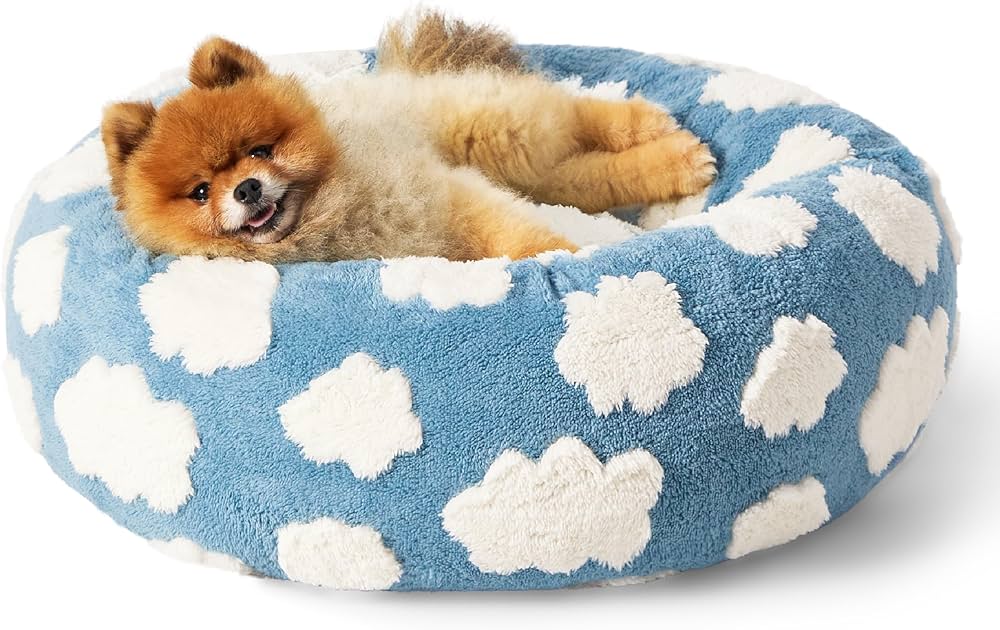 Adorable Bichon Pomeranian Mix Puppies_ Snuggle Up with Your New Best Friend