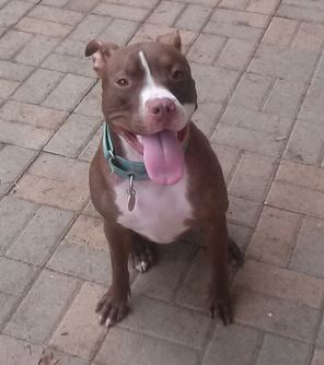Adorable 2 Year Old Dogs For Sale in Your Area