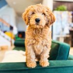 Adorable_2_year_old_dogs_available_near_your_location