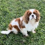 Adorable_2_year_old_dogs_for_sale_in_your_area