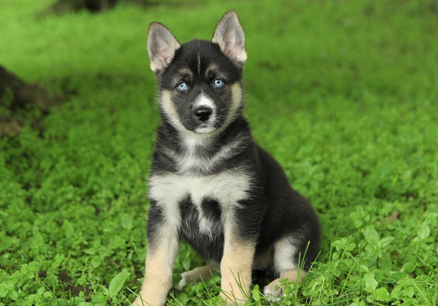 Alaskan Husky German Shepherd Mix Puppies Available for Purchase