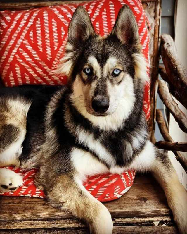 Alaskan Malamute German Shepherd Siberian Husky Mix for Sale
