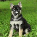 Alaskan_husky_german_shepherd_mix_puppies_available_for_purchase