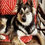 Alaskan_malamute_german_shepherd_siberian_husky_mix_for_sale