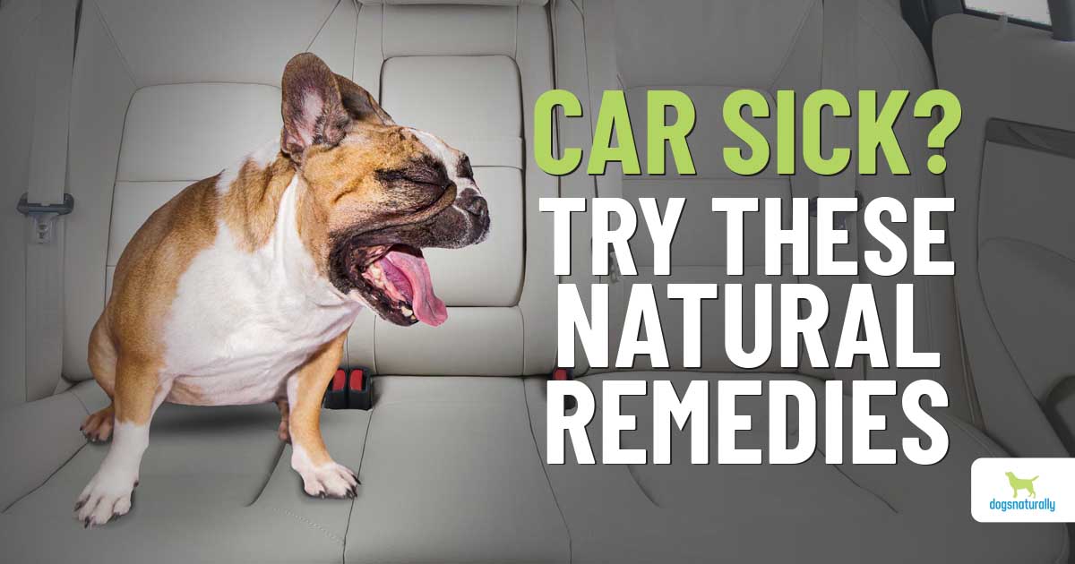 All Natural Car Sickness Remedies for Dogs