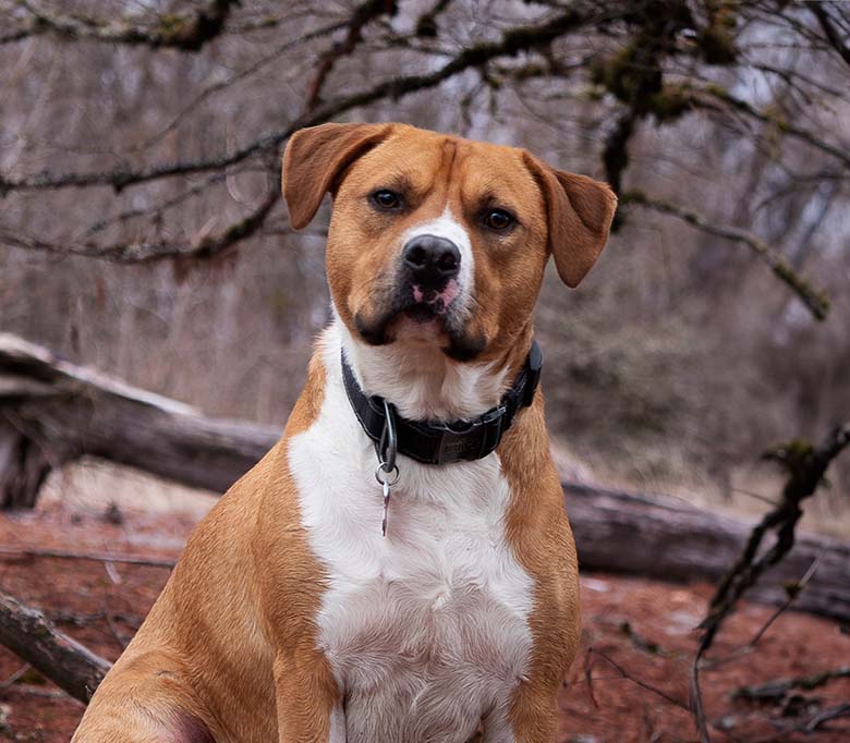 AmStaff Puppies MN