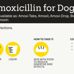 Amoxicillin_500mg_dosage_for_uti_in_dogs