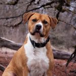 Amstaff_puppies_mn