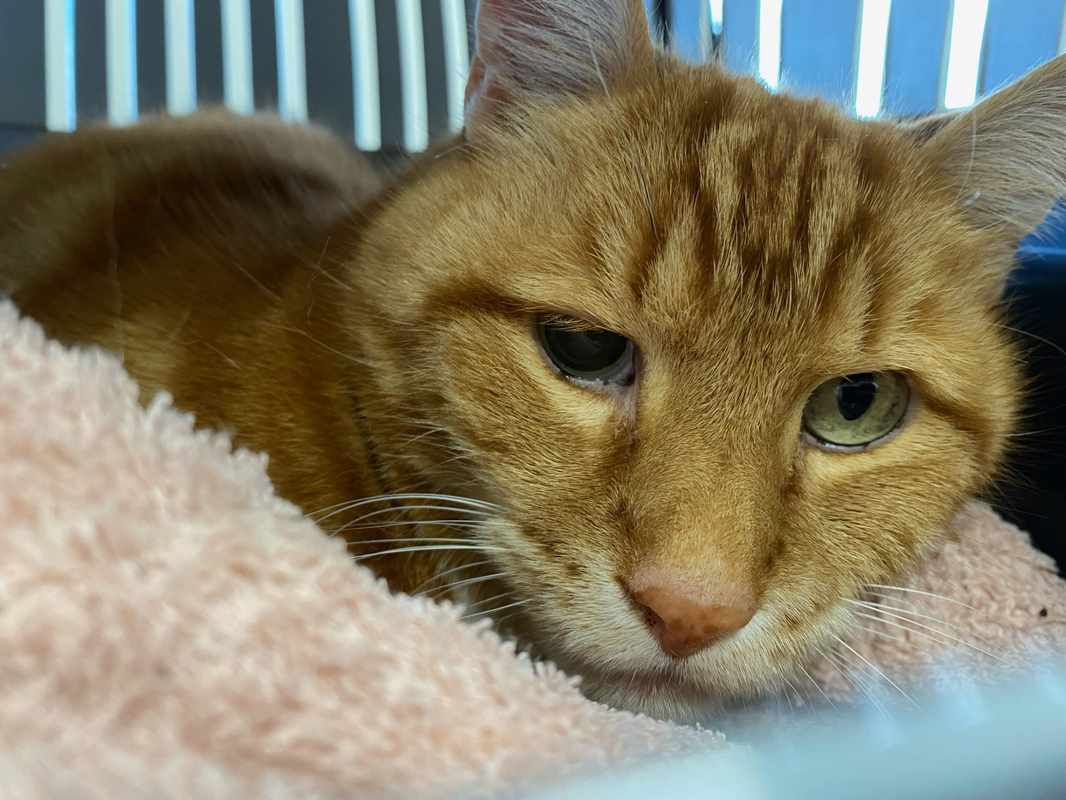 Anisocoria Cats_ A Comprehensive Guide