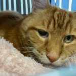 Anisocoria_cats_a_comprehensive_guide