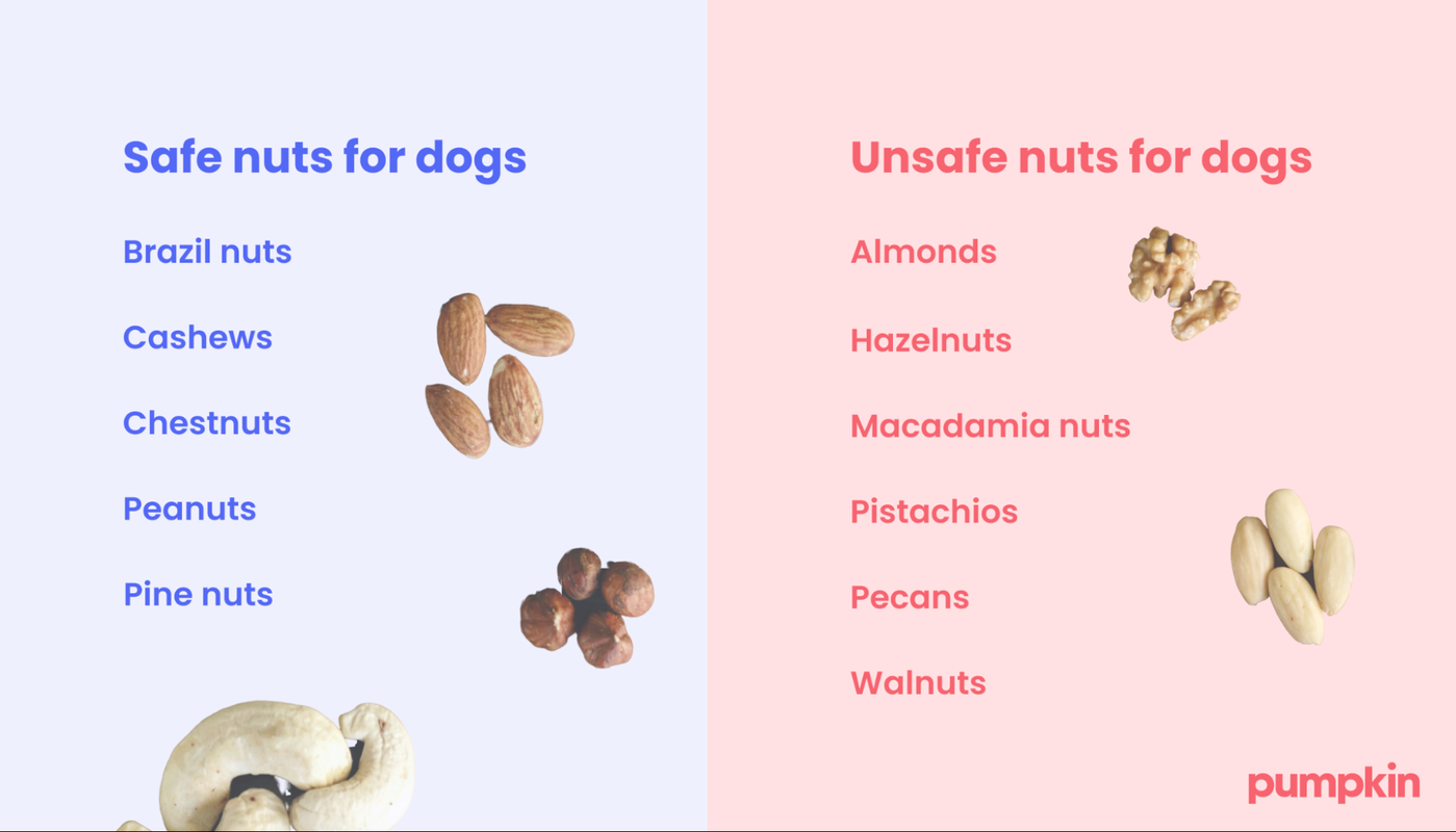 Are Almonds Okay For Dogs