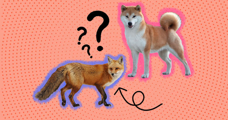 Are Dogs and Foxes the Same Species_