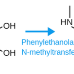 Are Norepinephrine and Epinephrine the Same_1