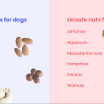 Are_almonds_okay_for_dogs