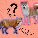 Are_dogs_and_foxes_the_same_species