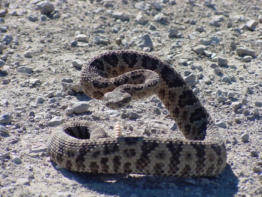 Ask A Snake Expert