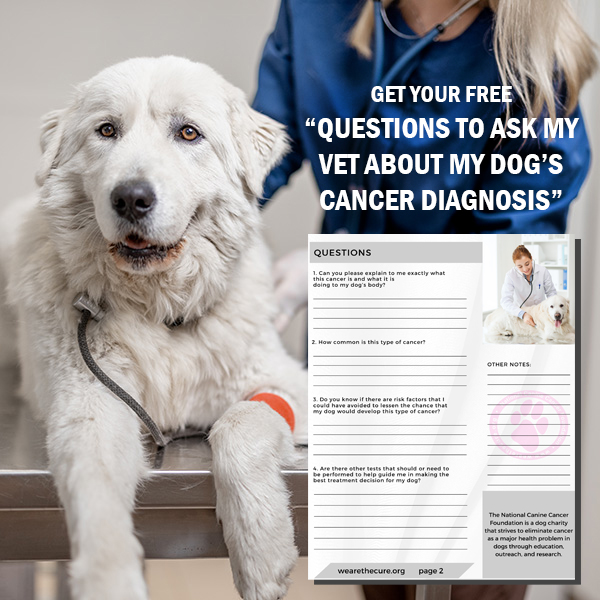 Ask The Veterinarian Questions