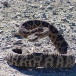 Ask_a_snake_expert