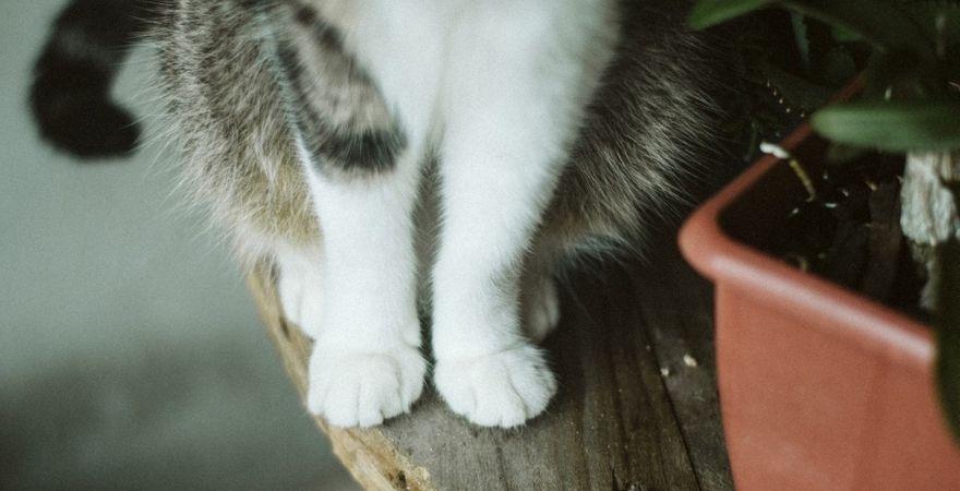 At-Home Remedies for UTI in Cats_ A Comprehensive Guide