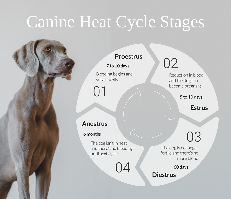 At What Age Do Female Dogs Stop Having Their Period