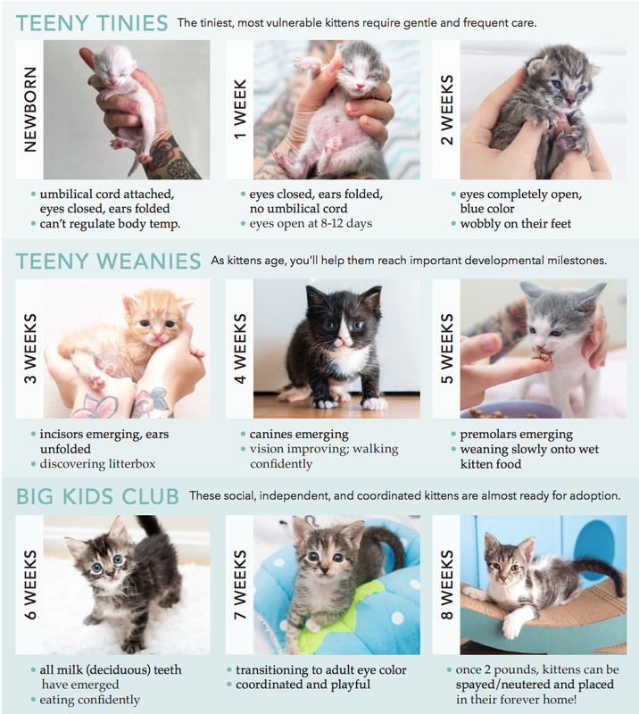 At What Age Do Kittens Get Teeth_