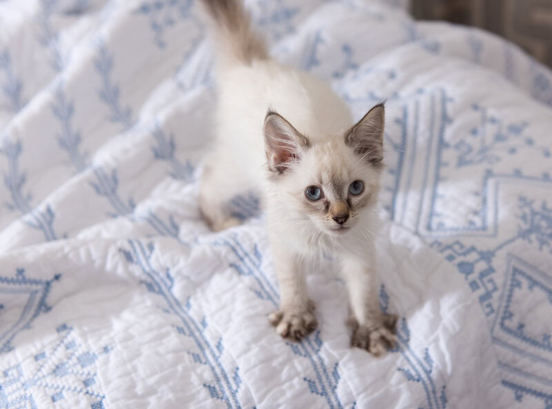 At What Age Does a Kitten_s Testicles Drop_