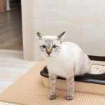 At-home_remedies_for_uti_in_cats_a_comprehensive_guide