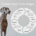 At_what_age_do_female_dogs_stop_having_their_period