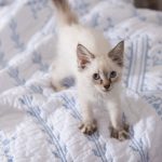 At_what_age_does_a_kitten_s_testicles_drop