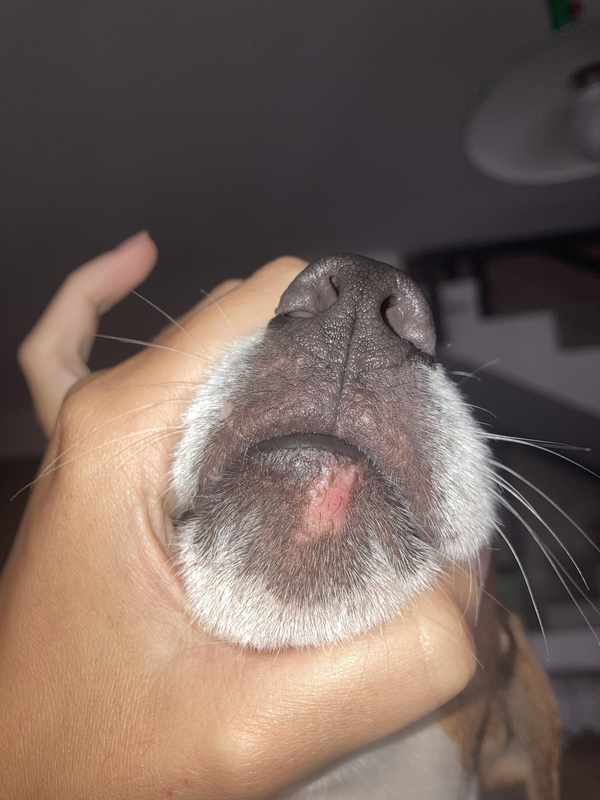 Bald Pink Spot on Dog_s Lip
