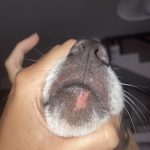 Bald_pink_spot_on_dog_s_lip