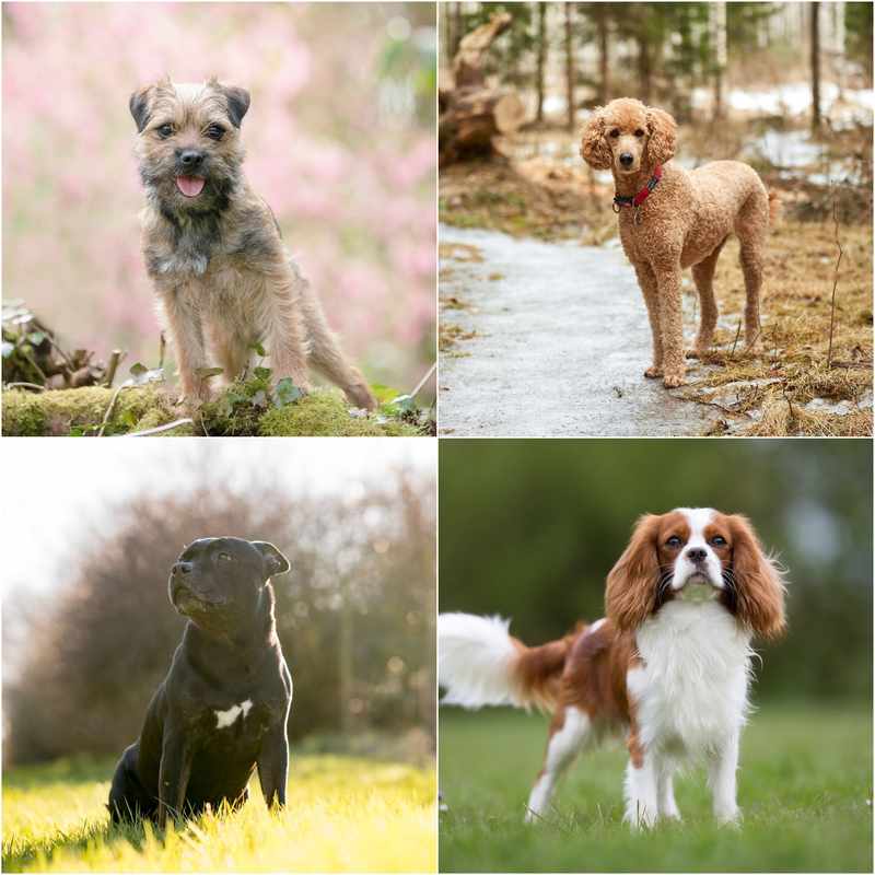 Best Breed of Dog for Seniors with a House