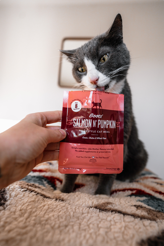 Best Cat Food for Seniors