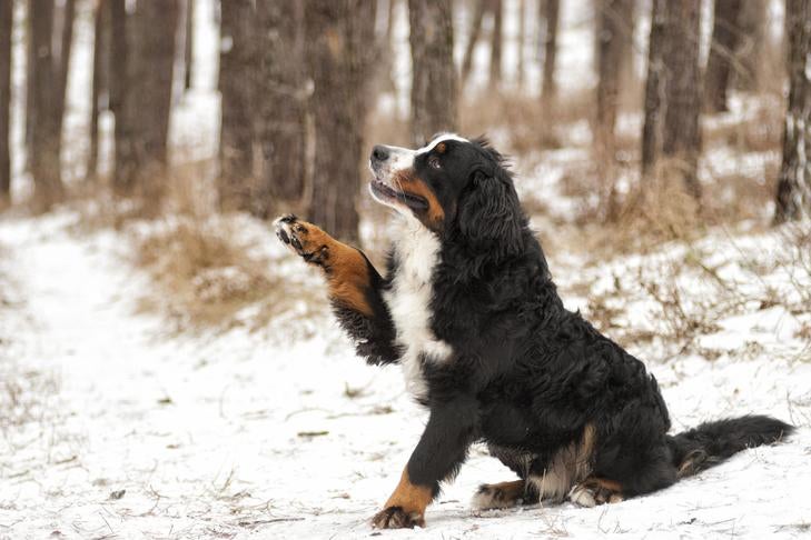 Best Dogs For Apartments And Hiking