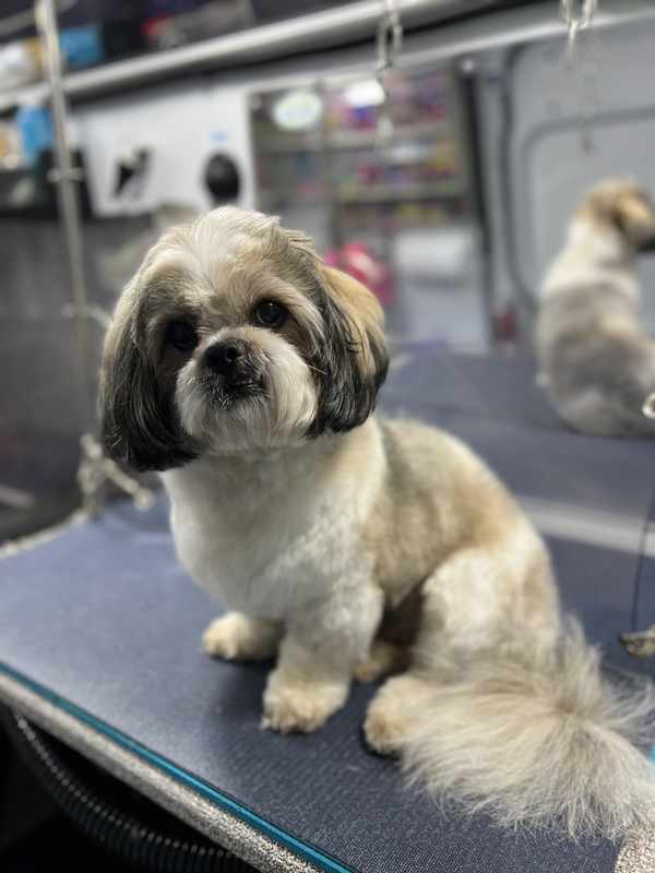 Best Grooming for Dogs Near Me
