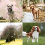 Best_breed_of_dog_for_seniors_with_a_house